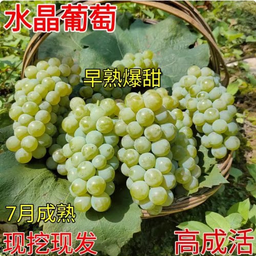 爬藤水晶葡萄树苗南方青葡萄青提