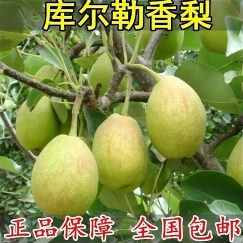 嫁接梨树苗新疆香库尔勒南