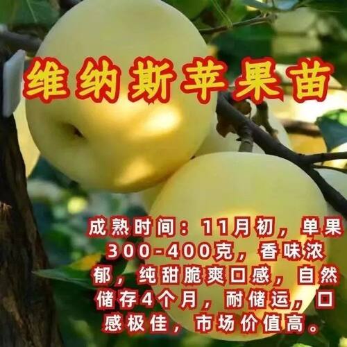 特大嫁接维纳斯苹果树苗超