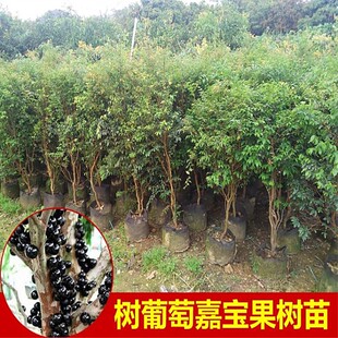 嘉宝果树苗沙巴四季早生台湾树葡萄苗盆地栽南北种植果树当年结果