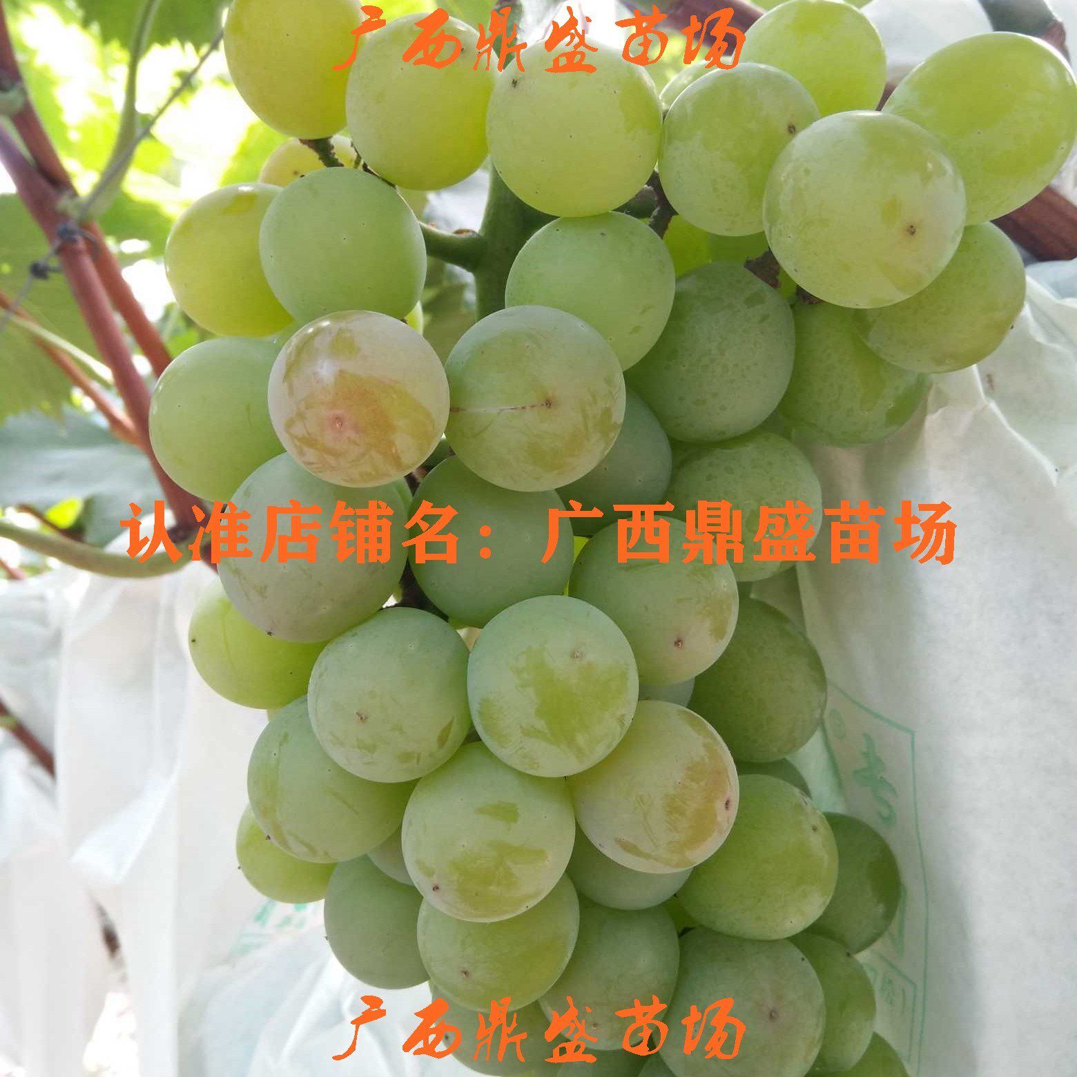 水晶葡萄苗玫瑰香味蜜甜浓香爬藤葡萄树南北方种植庭院阳台带土苗