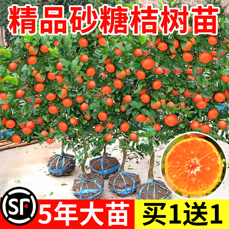 沙糖桔子树苗砂橘盆栽果金