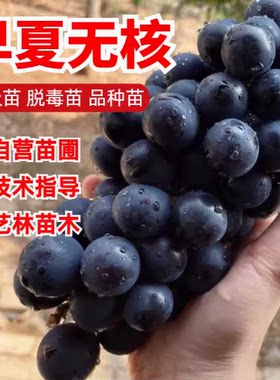 极早熟葡萄无核葡萄苗南方种植