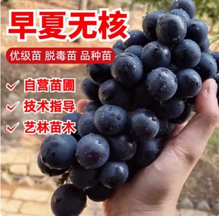 极早熟葡萄 早夏无核葡萄苗 黑珍珠夏黑芽变葡萄树苗南方北方种植