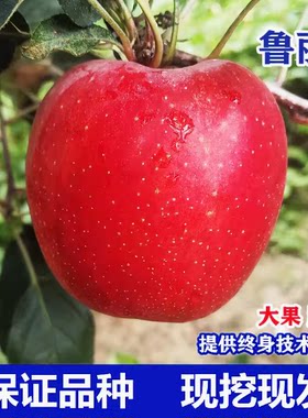 苹果苗嫁接苗南北方种植苹果树苗