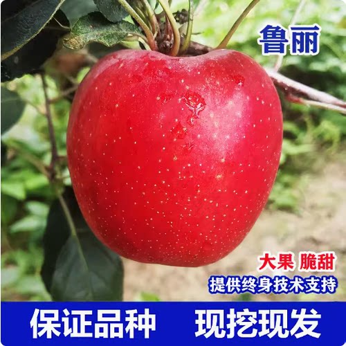 苹果苗嫁接苗南北方种植苹果树苗