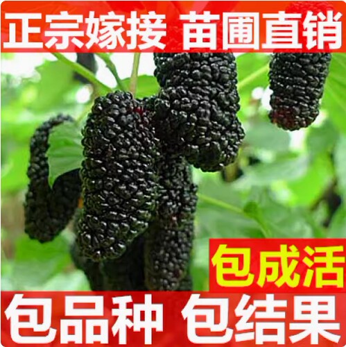 桑树苗无籽大十桑葚苗南方种植