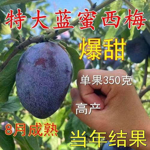 纯甜西梅树苗特大女神李子
