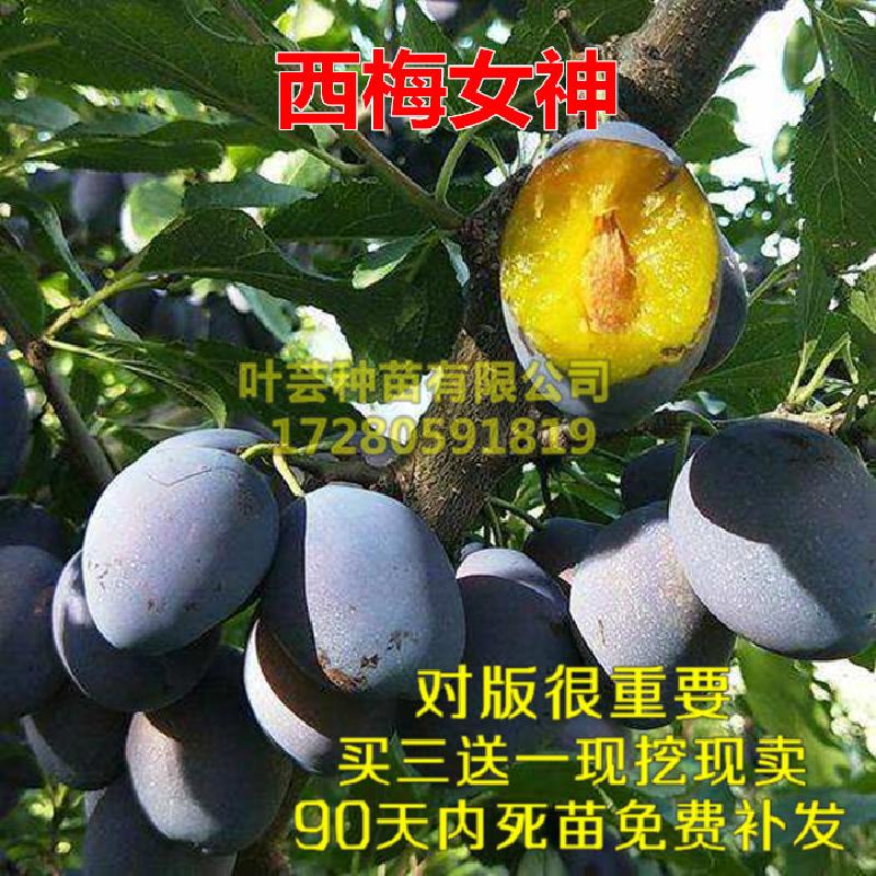 西梅女神李子苗 西梅皇后果树苗嫁接李子树苗南北方种植当年结果