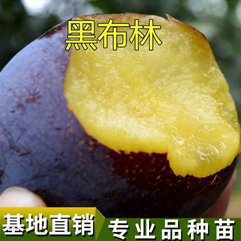 美国黑李苗 黑布林李子苗 黑布朗李 黑布林树苗 布林李苗