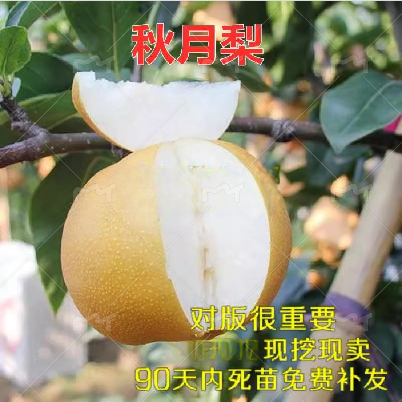 秋月梨树苗嫁接梨苗当年结果金秋蜜梨金秋梨树苗南方北方种植果树