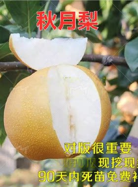 秋月梨树苗嫁接梨苗南方种植果树