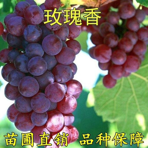 玫瑰香南北方种植盆栽地栽葡萄苗