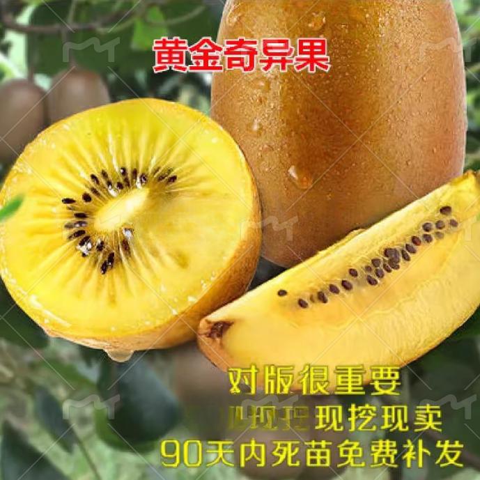 新西兰黄金奇异果树苗猕猴桃树苗