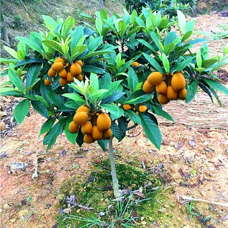 一元购无核砂糖枇杷树苗嫁接果苗大五星种植盆地栽琵琶苗一元试种