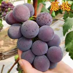 乒乓球葡萄苗藤稔葡萄苗果树苗当年结果葡萄树苖南方种植
