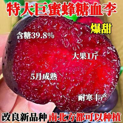 特大早熟蜂糖血李子果苗