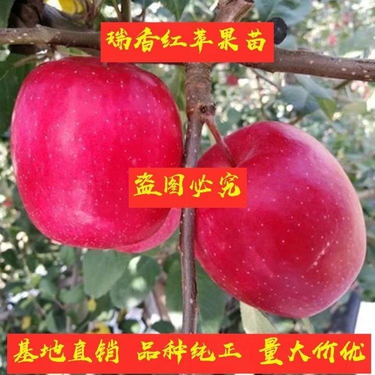 瑞香红苹果苗当年结果南北种植嫁接晚熟瑞香红苹果树苗