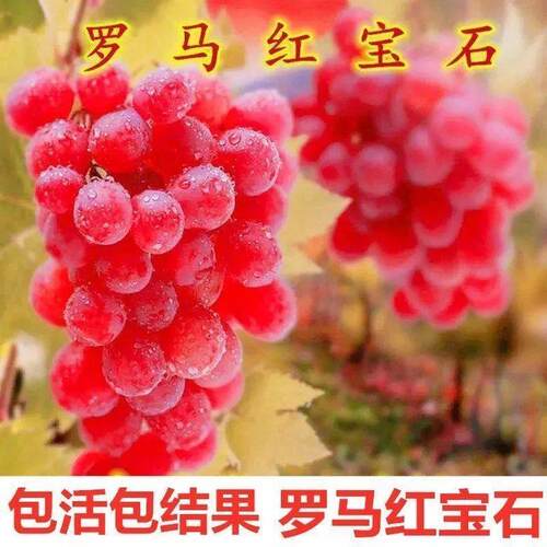 超甜嫁接罗马红宝石葡萄树