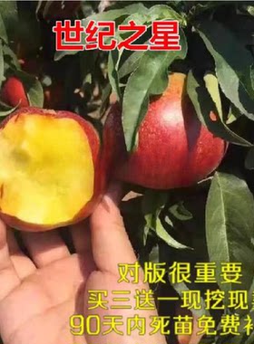 油桃世纪之星油桃树苗极早熟树苗