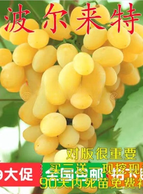 葡萄苗  波尔来特葡萄苗 大粒黄色无核品种 嫁接葡萄果树苗