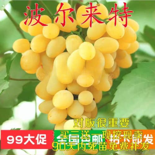 黄色无核品种嫁接葡萄苗