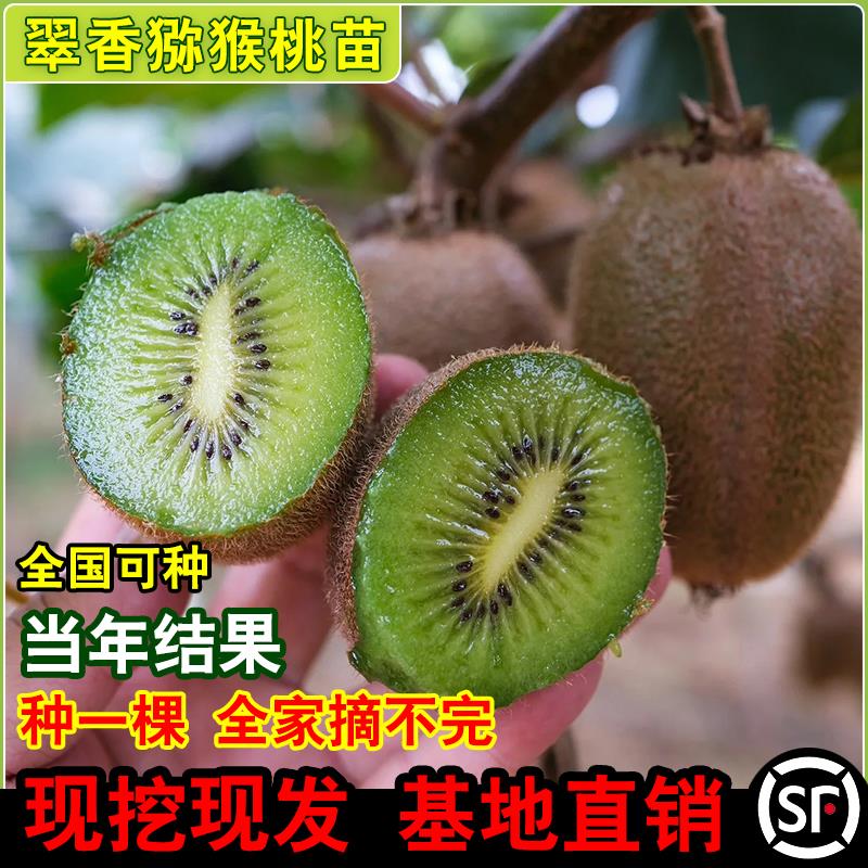 翠香猕猴桃树苗南方北种植