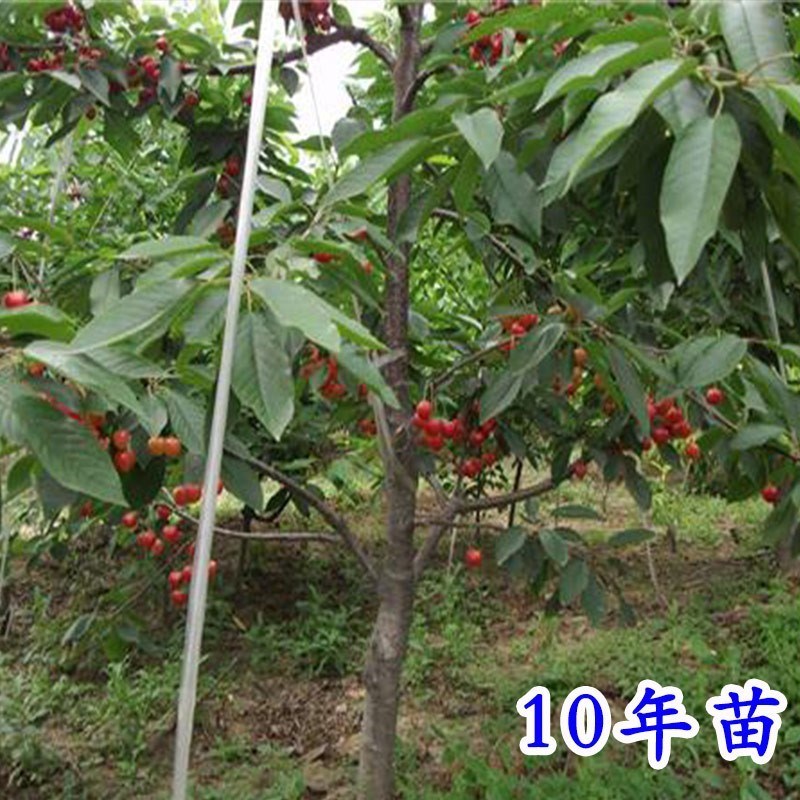 烟台车厘子树苗大樱桃树樱桃苗果树果苗南方北方盆栽地栽种植