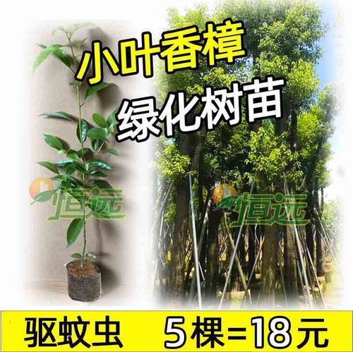绿化苗木小叶香樟带土子树室外