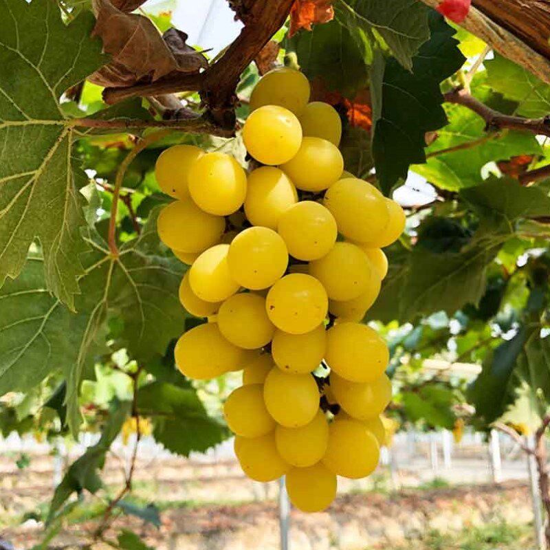黄金阳光十三玫瑰葡萄 苗果树果苗爬藤葡萄树苖南方种植当年结果