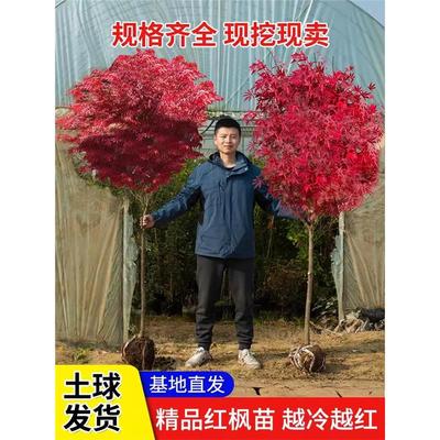 日本红枫树苗四季舞姬老桩