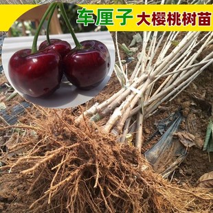 山东烟台樱桃树车厘子树苗果树果苗大樱桃苗南方北方种植当年结果