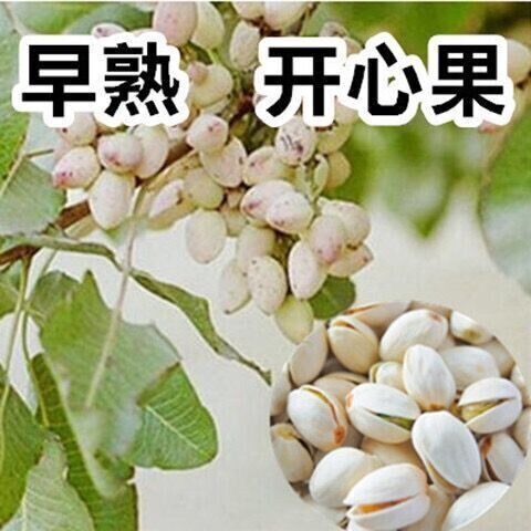 开心果南北方种植果苗盆栽地栽