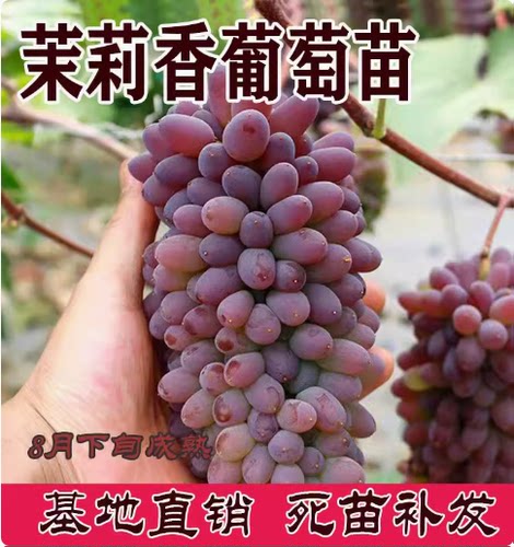 茉莉香葡萄苗着色葡萄当年结果