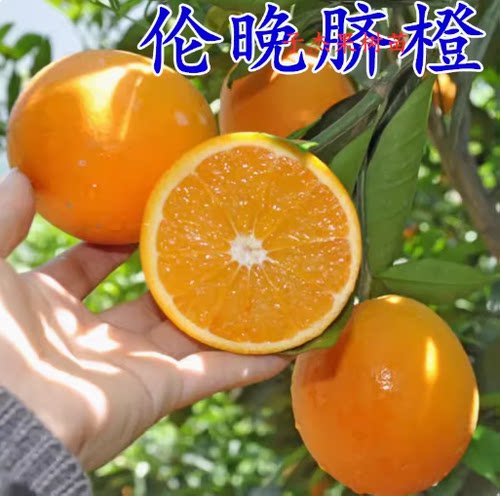 果树苗木伦晚脐橙苗伦晚脐橙树苗晚熟甜橙苗细嫩化渣果味香甜