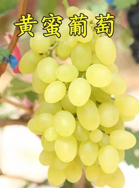 黄蜜香葡萄苗 超早熟无核果树苗 盆栽地栽爬藤无籽葡萄树苗