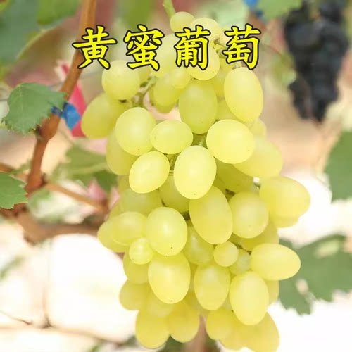 蜜香早熟盆栽地栽无籽葡萄树苗