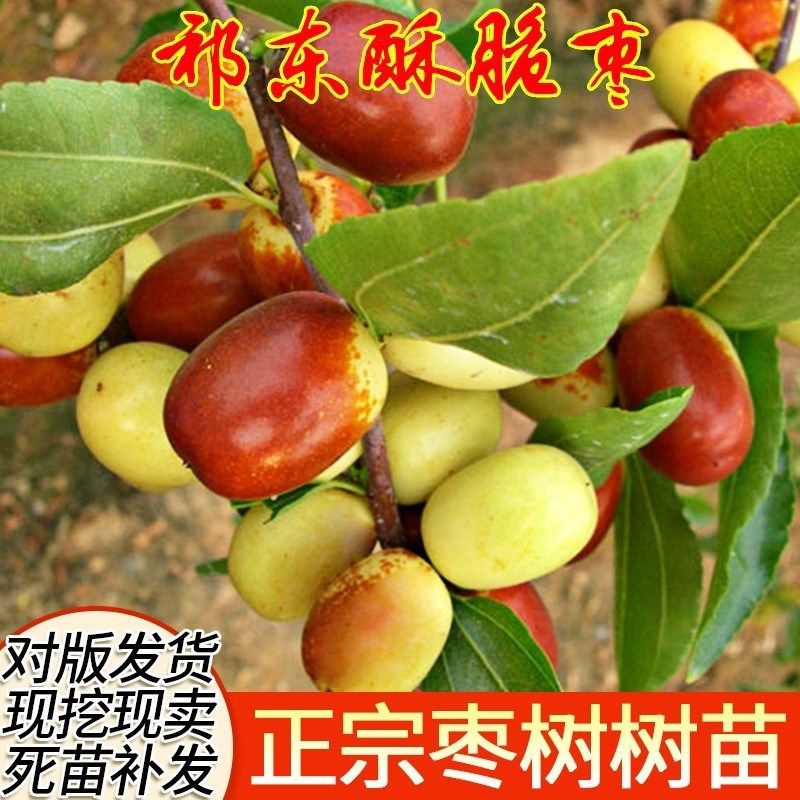 果树苗中秋酥脆枣树苗嫁接枣苗祁东酥脆枣苗南方鲜枣树苗