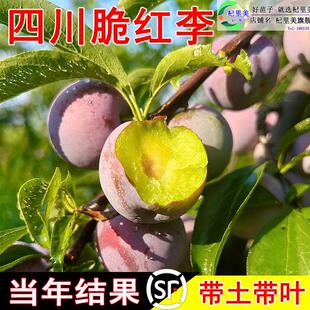 四川脆红李果树苗特大三华五月翠黑梅苗晚熟汶川脱骨无核李子树苗