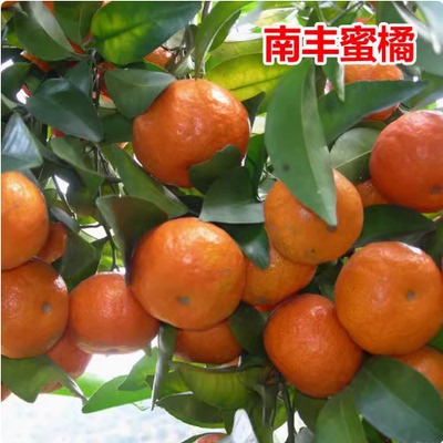 果树苗南丰蜜橘当年结果盆栽
