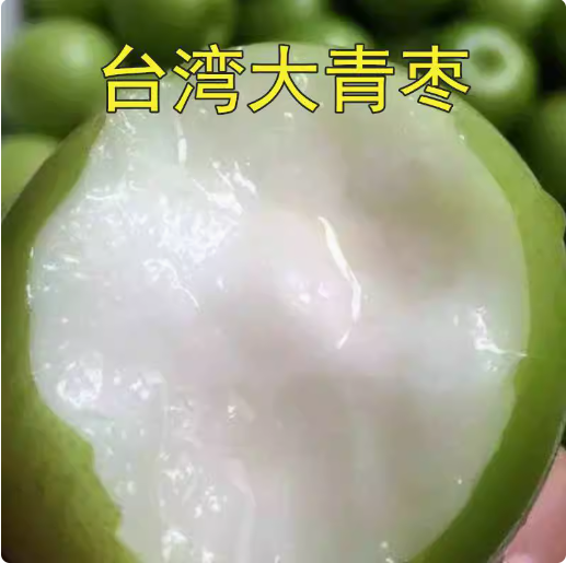 枣树嫁接苗 台湾牛奶大青枣树苗特大南方盆栽地栽青枣苗当年结果