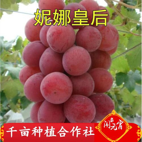 嫁接葡萄苗妮娜皇后女王爬藤庭院
