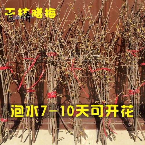 天然干枝腊梅泡水开花水