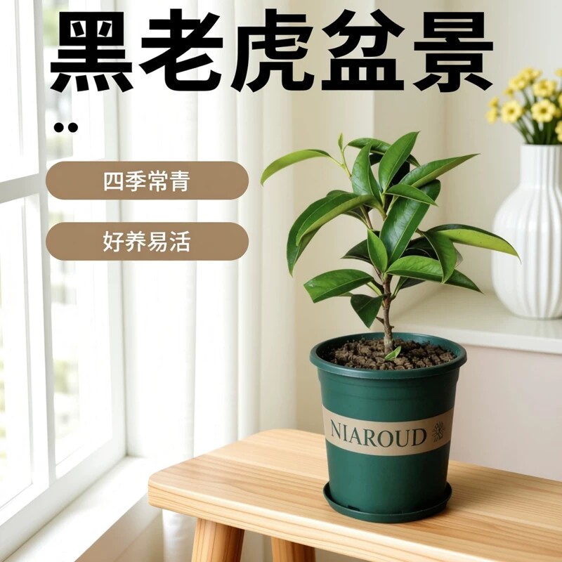 正宗通道黑老虎盆景耐寒特大果又甜布福娜苗爬藤植物阳台盆栽结果