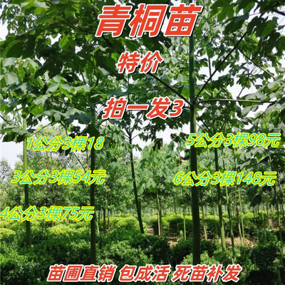 青桐树苗遮阳观赏庭院风景树易活