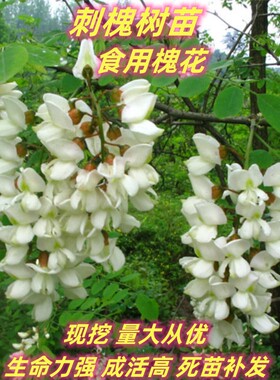洋槐花树苗当年开花盆栽地栽