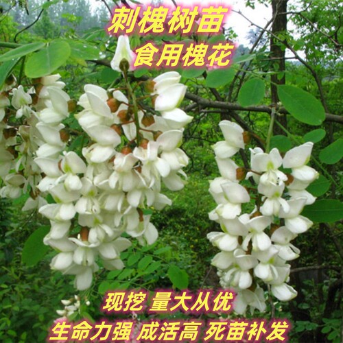 洋槐花树苗当年开花盆栽地栽