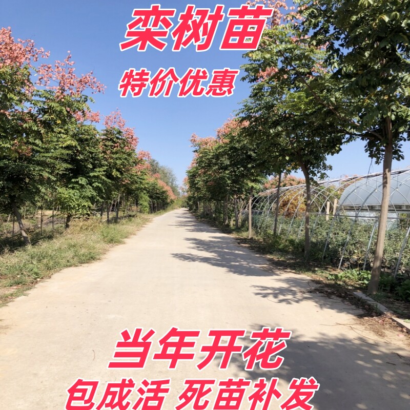 栾树小苗南方北方园林工程绿化苗黄山栾 北京栾 行道树庭院栾树苗