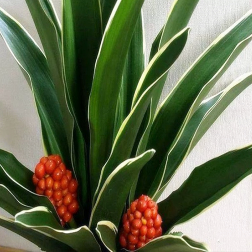 四季常青万年青搬家室外花卉植物