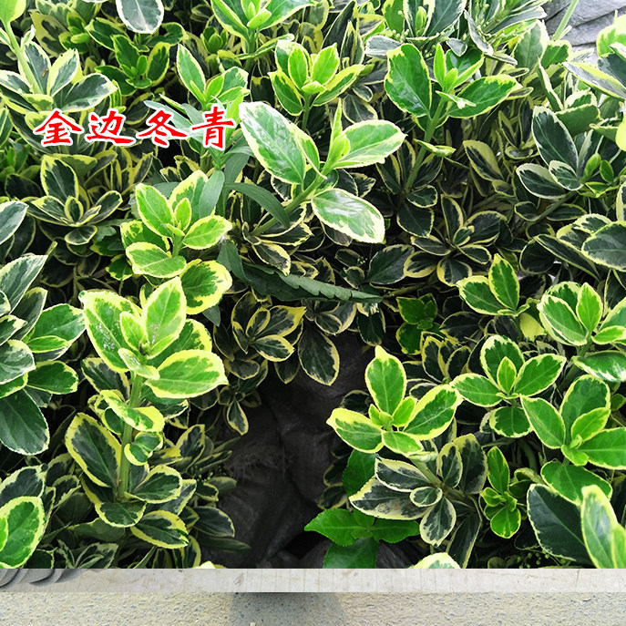 金边黄杨苗金边冬青球庭院小区绿化四季常青篱笆植物花叶冬青树苗